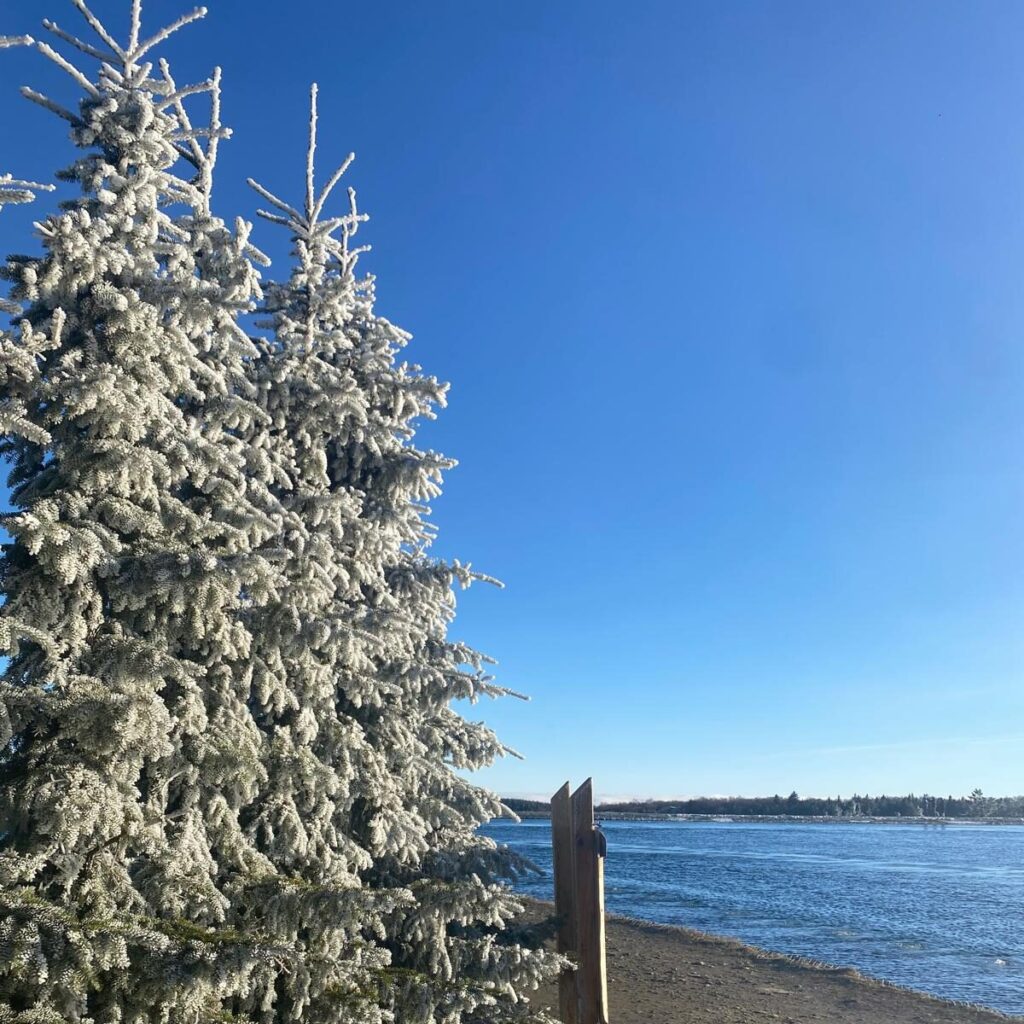 besneeuwde boom